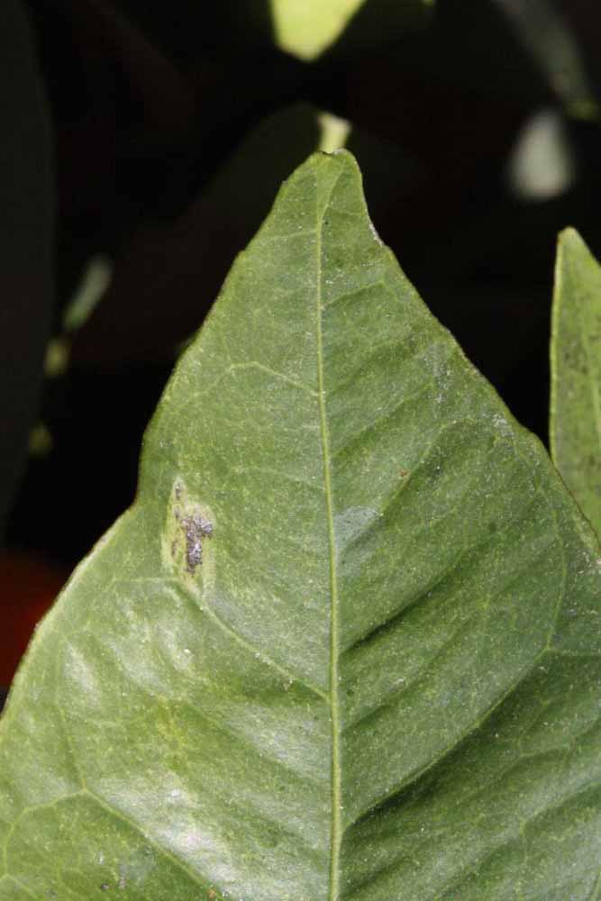              Margin (Riverside, CA)       